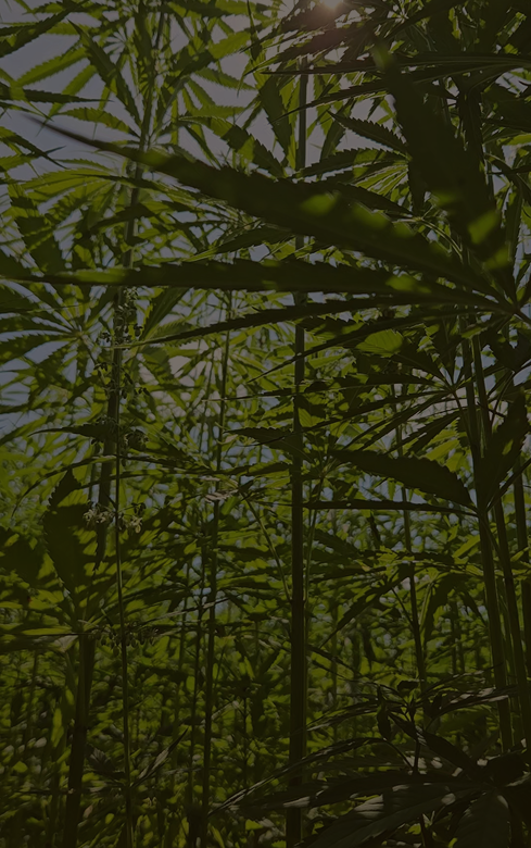 Hemp field